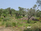 Garden (ii)